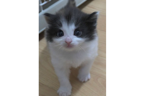 成約済の茨城県のノルウェージャンフォレストキャット-27722の4枚目